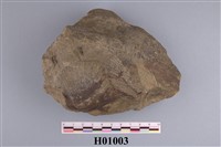 藏品(海扇蛤化石)的圖片